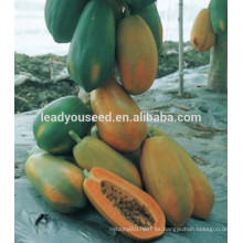 MPA01 Honghui venta caliente semillas híbridas de papaya empresa